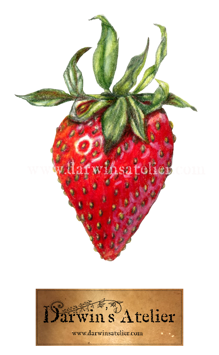 Fragaria x ananassa (Strawberry), colored pencil — Darwin's Atelier